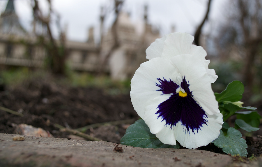 "Attacked with Bottles!" The Royal Pavilion, Brighton
