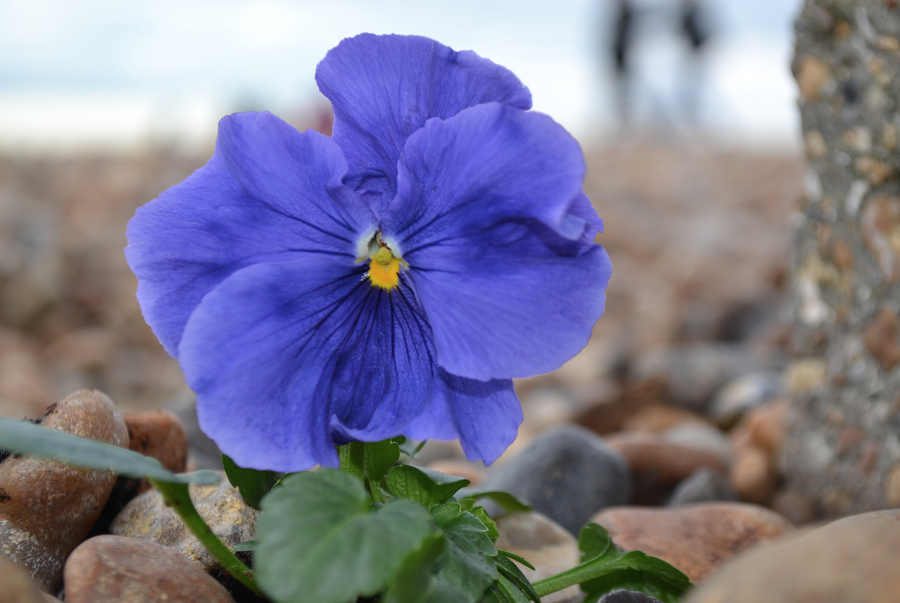 "Homosexuality is not natural it never has been and never will be" from a leaflet distributed throughout Brighton.
